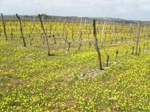 vignes vin midi pyrenees subventions