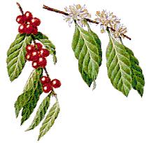 Mon ami le cafe, fidele, toujours present et si tentant ....