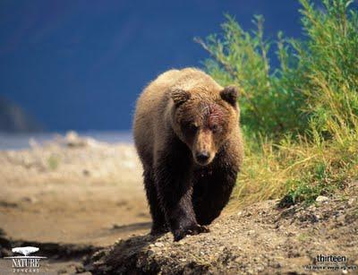 L'homme et l'ours