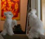 vidéo karate cat chat pose héron