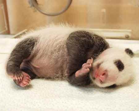 Naissance d’un bebe panda