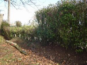 Plessage des haies dans le Perche