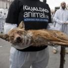 thumbs manifestation pour les droits des animaux 007 manifestation des défenseurs des droits des animaux à Madrid (10 photos)