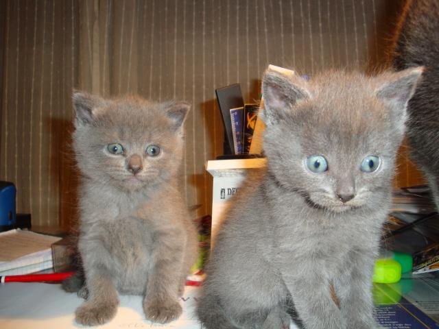 Les petites comploteuses…