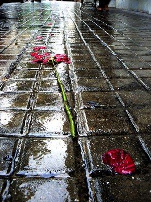 Holocauste des roses