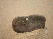 caillou (François Cornière)