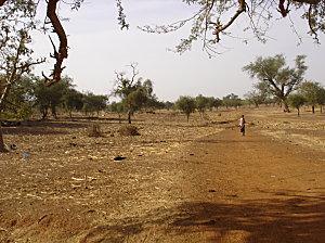 Sur la piste des baobabs