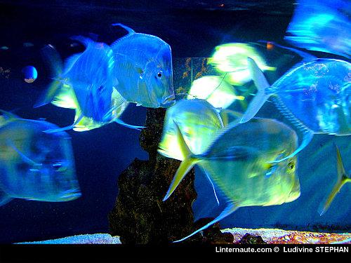 poissonbleumonaco1024