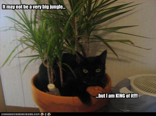 funny pictures of cats with captions