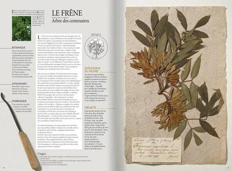 L’herbier boisé – Bernard Bertrand, éditions Plume de Carotte