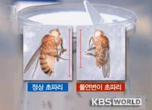 Des scientifiques sud-coréens découvrent un gène qui pourrait soigner cancer et diabète