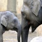 thumbs lamitie animal 008 lamitié animal (12 photos)