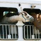 thumbs lamitie animal 010 lamitié animal (12 photos)