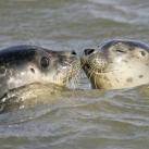 thumbs lamitie animal 011 lamitié animal (12 photos)