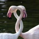 thumbs lamitie animal 002 lamitié animal (12 photos)