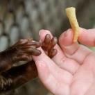 thumbs lamitie animal 003 lamitié animal (12 photos)