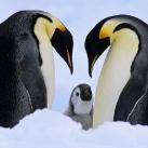 thumbs lamitie animal 004 lamitié animal (12 photos)