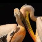 thumbs lamitie animal 005 lamitié animal (12 photos)