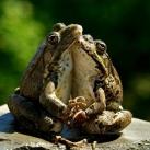 thumbs lamitie animal 006 lamitié animal (12 photos)