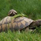 thumbs lamitie animal 007 lamitié animal (12 photos)