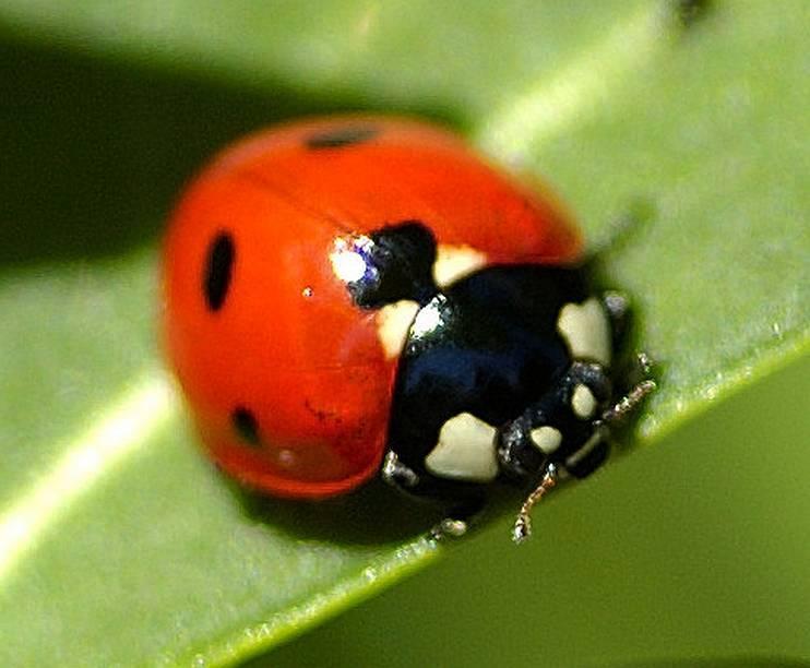 Coccinelle incroyable (Guillevic)