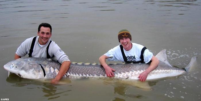 poisson vieux de 100 ans 001 Un Poisson vieux de 100 ans ! (2 photos)