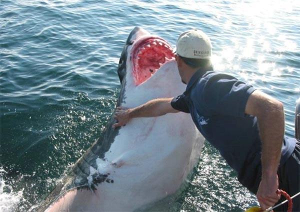 lamitie entre un homme et un requin 1 1 Lamitié entre un homme et un requin (7 photos)