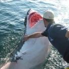 thumbs lamitie entre un homme et un requin 1 1 Lamitié entre un homme et un requin (7 photos)