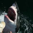 thumbs lamitie entre un homme et un requin 1 3 Lamitié entre un homme et un requin (7 photos)
