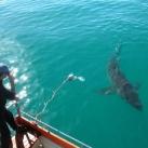 thumbs lamitie entre un homme et un requin 1 4 Lamitié entre un homme et un requin (7 photos)