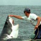 thumbs lamitie entre un homme et un requin 1 5 Lamitié entre un homme et un requin (7 photos)