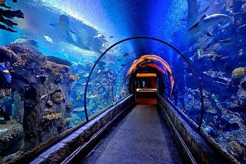 tunnel-aux-requins-515467