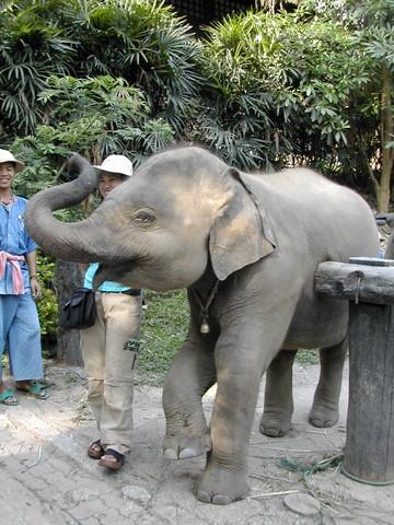 thailande-elephant.1260275798.JPG
