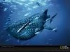 blue-whale-shark-skerry-1099815-sw