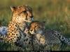 cheetah-mom-and-cub-642816-lw