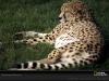 cheetah-nap-272192-sw