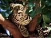 028-leopard-tree-kenya-sw