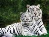 1248255447White_Bengal_Tigers