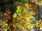 Reflets (Léon Colas)