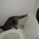 thumbs ce quon peut voir dans les toilettes 008 Ce quon peut voir dans les toilettes (29 photos)