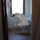 thumbs ce quon peut voir dans les toilettes 002 Ce quon peut voir dans les toilettes (29 photos)