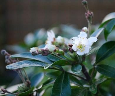Quelques fleurs aux portes de l’hiver…