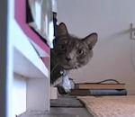 vidéo chat macgyver