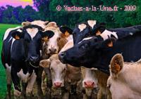 Troupeau de curieuses Troupeau de curieuses