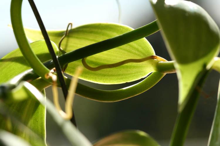 Vanilla vanille Baunilha