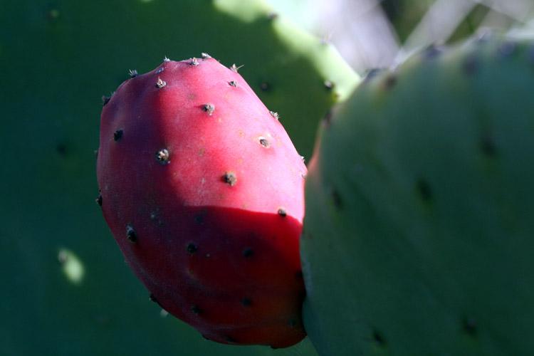 Prickly pear Figue de Barbarie Figueira Tuna Opuntia ficus-indica