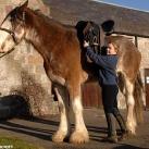 thumbs le plus grand cheval 001 Le plus grand Cheval ! (8 photos)