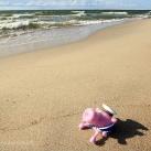 thumbs sweeney le cochon 017 Les aventures de Sweeney le cochon (18 photos)