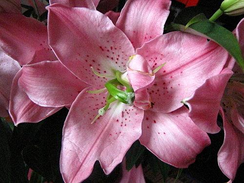 SABLES CITRON PAVOT A LA PUREE D'AMANDES BLANCHES