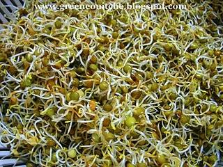 Germination en Pot: Les Lentilles Françaises